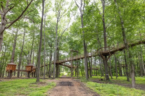 Canopy Walk (7)